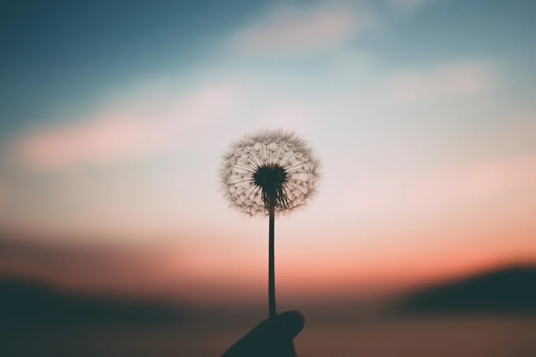 persona che tiene in mano un fiore di dente di leone
