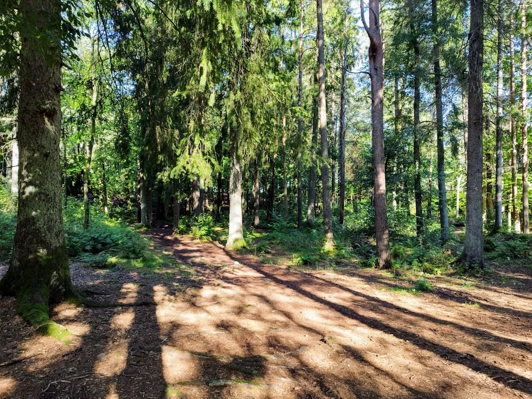 Quiet forest path with sunlight - symbol of the path of healing