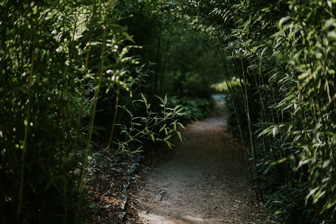 Quiet forest path in the morning light - a symbol of inner peace and mindful self-care