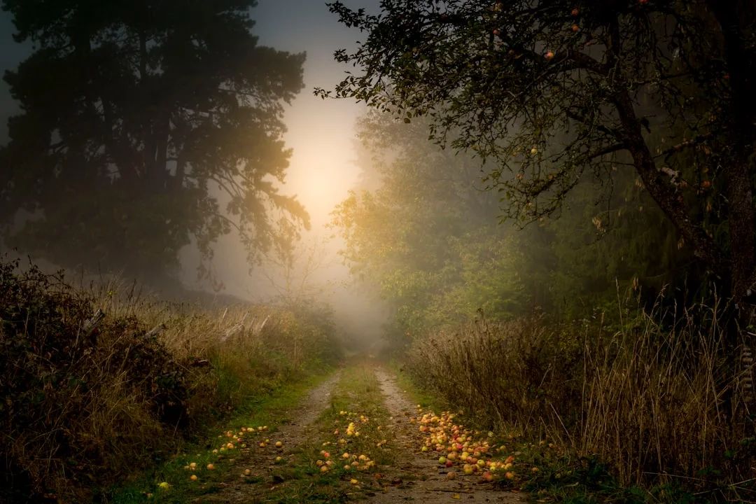 Sentiero silvestre immerso nella nebbia mattutina