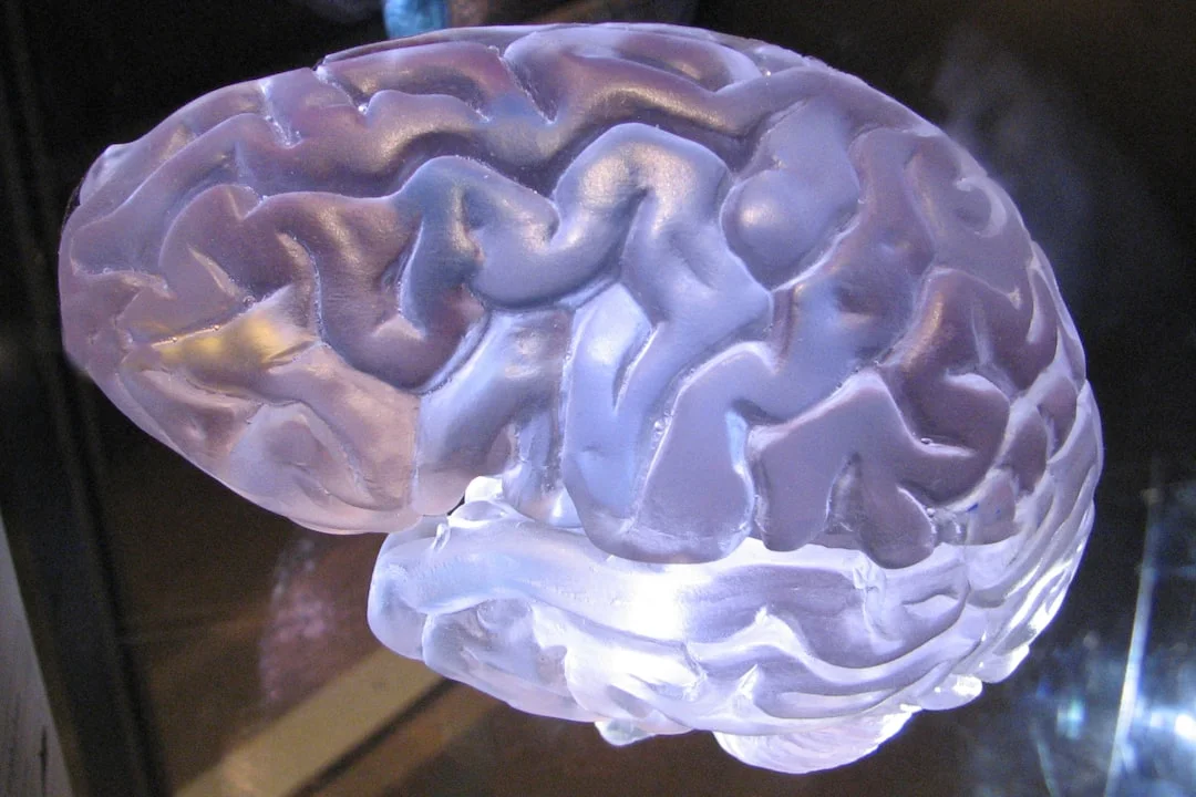 Modèle anatomique du cerveau humain montrant l'amygdale et le cortex préfrontal