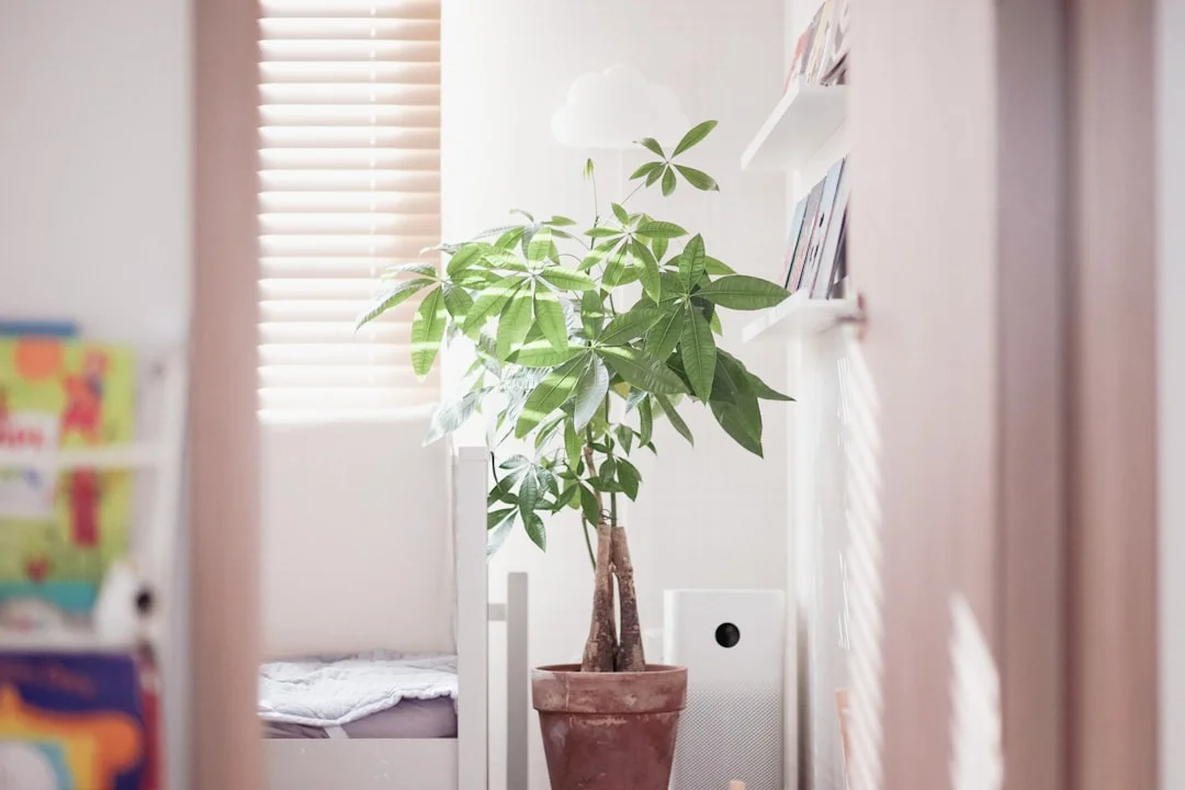 A quiet home office with a desk, a plant, and harmonious decor