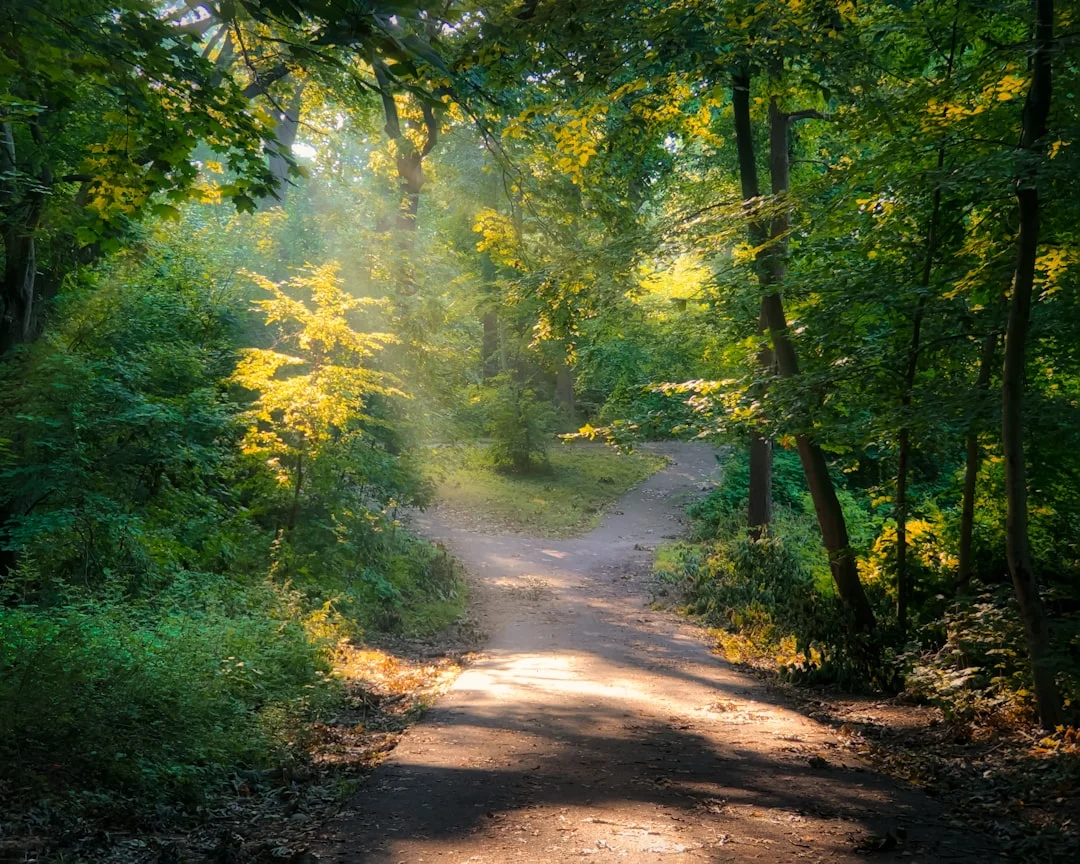 Sentiero nel bosco alla luce dell’alba, simbolo del proprio percorso