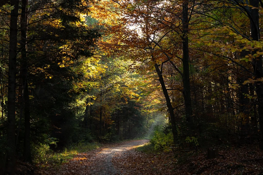 Golden autumn path through a sparse forest with warm sunlight
