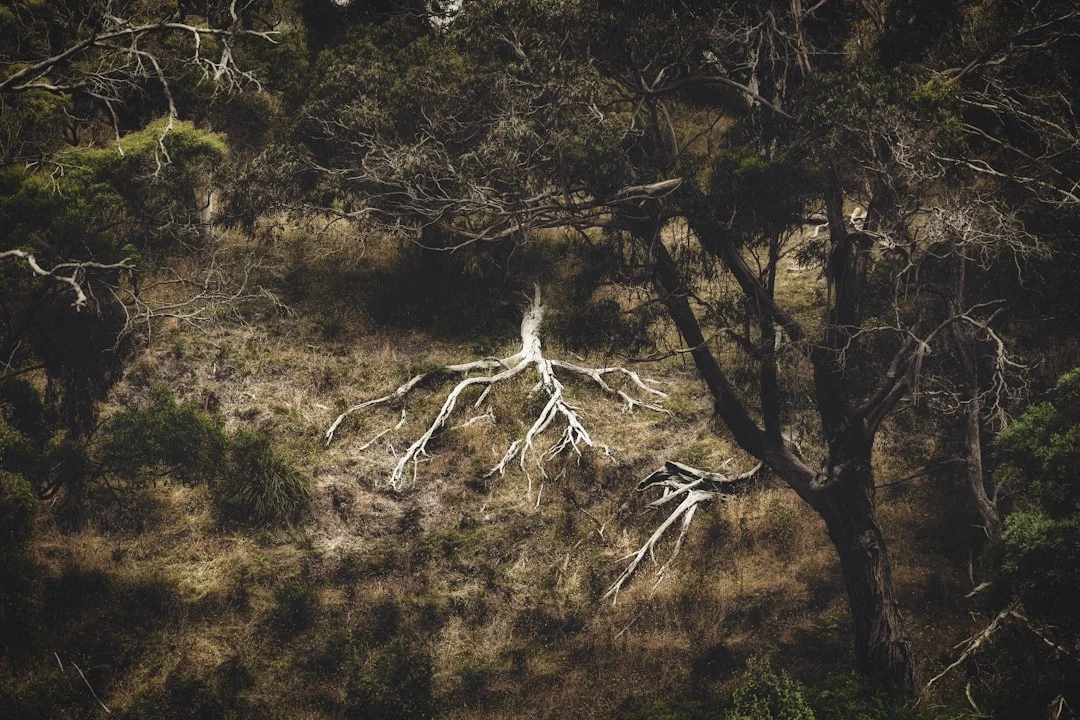Arbre aux racines solides dans la tempête - métaphore de la résilience et des facteurs de protection selon Wustmann