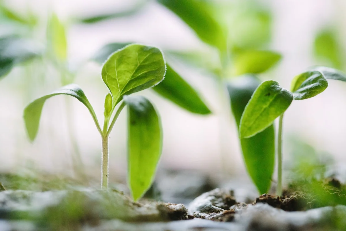 Alimentation de saison - manger en harmonie avec la nature
