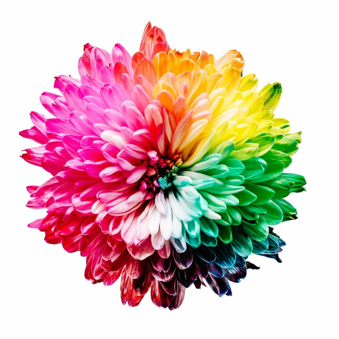 illustration d'une fleur multicolore