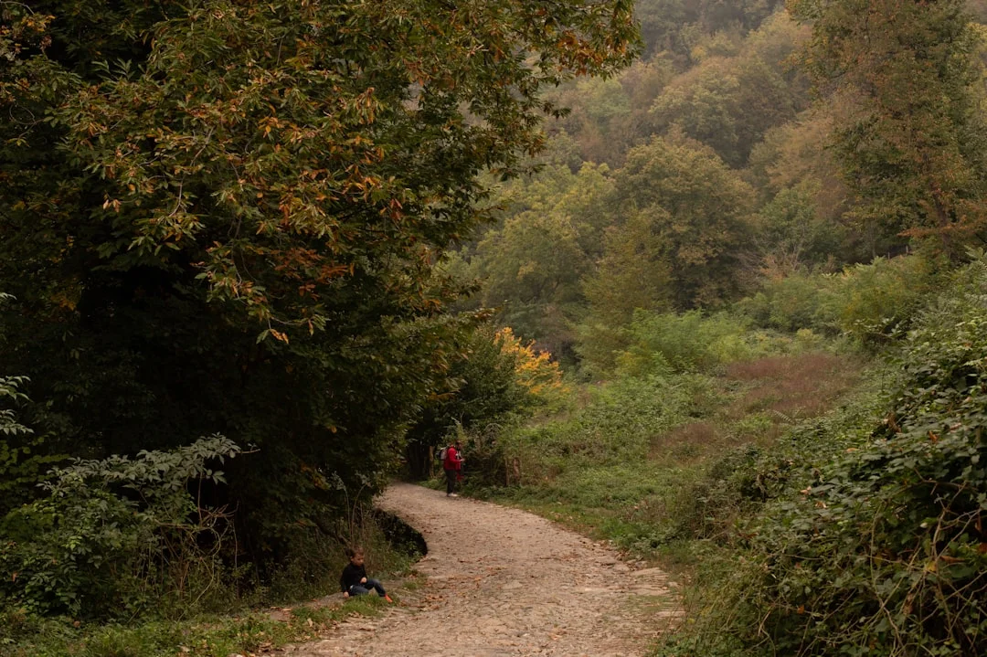 Person sits quietly in a light forest
